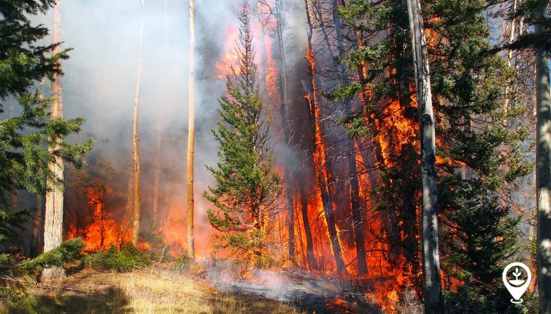 Severe wildfires devastate Southeast as drought and winds fuel destruction