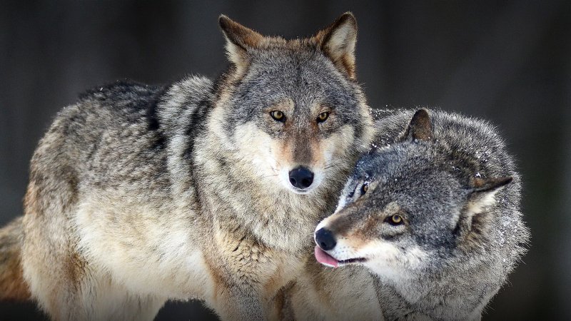 Environmental Crime:Investigation launched after at least 18 wolves found dead in Italian National Park
