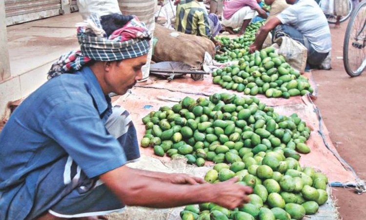 Extreme temperatures causing early mango loss for Rajshahi growers