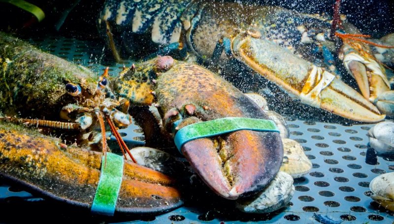 The unsettling science of boiling lobsters: Painkiller response suggests shared capacity for suffering