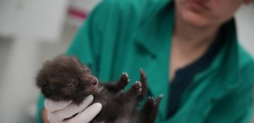 No cuddles, just care: Paris wildlife hospital heals animals for return to the wild