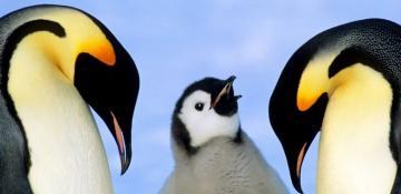 Emperor penguins officially moved from threatened to endangered status
