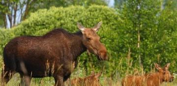 Chernobyl’s radioactive landscape becomes a thriving sanctuary for wild animals (World)