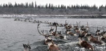 The invisible journey: caribou's great migration through their own eyes -  VIDEO 