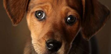 Dog walkers warned after poisoned meat found in West London parks