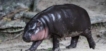 Thai court fines man over breaking into viral hippo Moo Deng’s pen