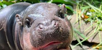 Thai court fines man over breaking into viral hippo Moo Deng’s pen