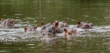 Colombia plans euthanasia of “cocaine hippos”