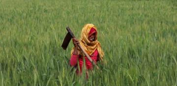 India wheat output seen below record estimate
