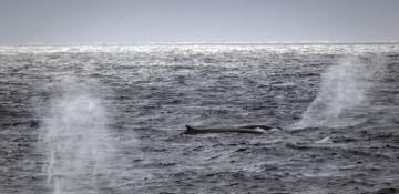 Global ocean protection passes 10% milestone