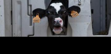 Dutch meat industry exposed: The brutal, 80-hour thirst trap for Irish calves