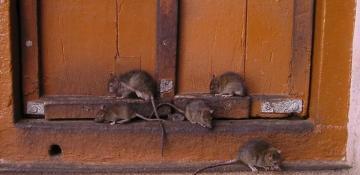 Fatah officials accuse Israel of deploying 