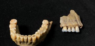 100,000-year-old teeth reveal secrets of Neanderthal migration across Europe