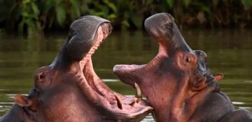 Indian billionaire Anant Ambani offers to rescue Pablo Escobar's 