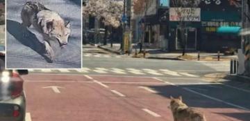 Massive search underway for escaped South Korean zoo wolf