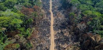 Research finds 36 percent of Amazon can withstand climate shifts