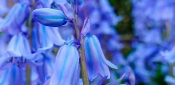 The silent invader: Why Spanish bluebells pose a threat to UK gardens