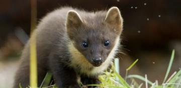 Pine martens 