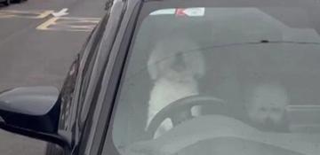Dog trapped in car in Ireland honks horn for help -  VIDEO 