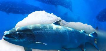 Cocaine pollution in waterways causes salmon to swim farther and act bolder