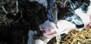 Dutch meat industry exposed: The brutal, 80-hour thirst trap for Irish calves