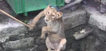 Gujarat officials stage a successful rescue of a lion from a 15-foot drop -  VIDEO 