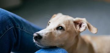 Kazakhstan to hike fines for pet abandonment and roaming animals