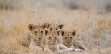 South African police rescue stolen lion cubs and arrest international traffickers