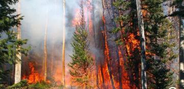 Severe wildfires devastate Southeast as drought and winds fuel destruction