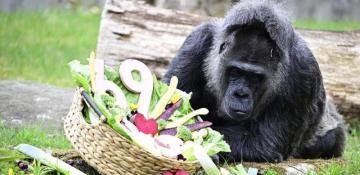 Fatou, world's oldest captive gorilla, celebrates 69th birthday in Berlin-  VIDEO 