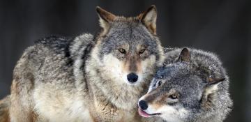 Environmental Crime:Investigation launched after at least 18 wolves found dead in Italian National Park