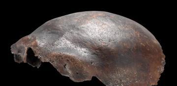 Neanderthal-Human hybrid theory debunked as suspect skull is reidentified