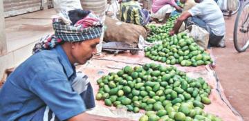 Extreme temperatures causing early mango loss for Rajshahi growers