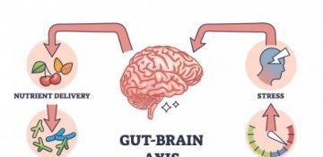 Coffee and the gut-brain axis: New insights into cognitive and microbial health