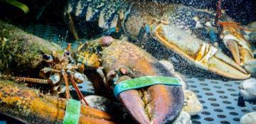 The unsettling science of boiling lobsters: Painkiller response suggests shared capacity for suffering