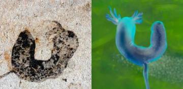 Ancient Chinese fossils bridge evolutionary gap between periods