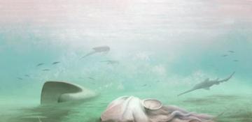 Famous 300 million year old octopus fossil unmasked as a nautilus