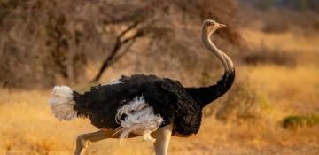 Moroccan cave discovery reveals ancient ostrich butchery by prehistoric humans