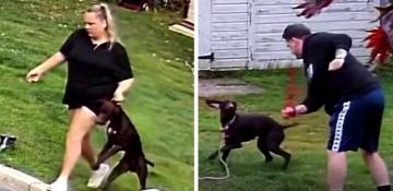 West Midlands pet sitters caught on camera abusing family dogs while taunting owners -  VIDEO 