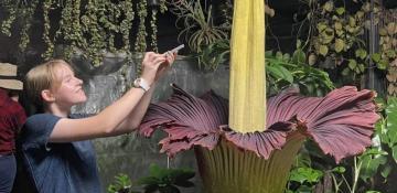 Hundreds gather to smell rare ‘corpse flower’ (Amorphophallus titanum) blooming in London  - VIDEO 