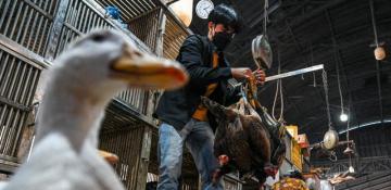 Animal welfare is the key to human health