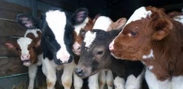 New Zealand farmer sentenced for neglect after more than 140 animals die