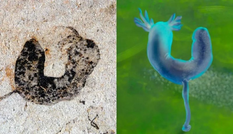 Ancient Chinese fossils bridge evolutionary gap between periods