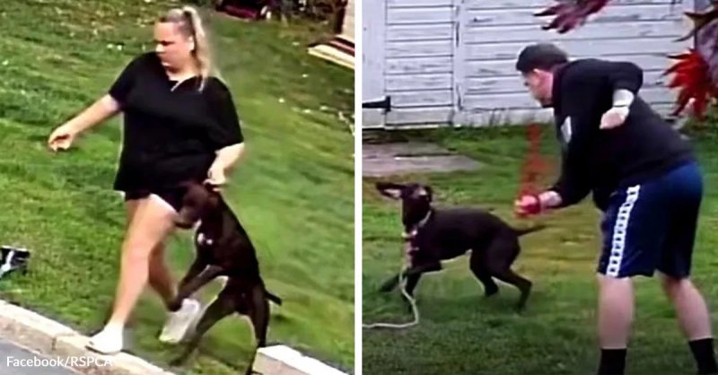 West Midlands pet sitters caught on camera abusing family dogs while taunting owners -  VIDEO 
