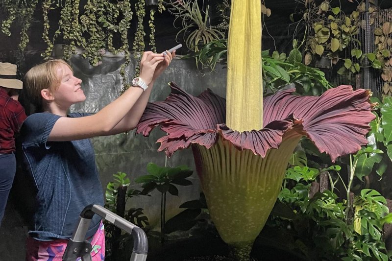 Hundreds gather to smell rare ‘corpse flower’ blooming in London  - VIDEO 