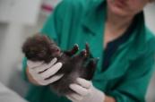 No cuddles, just care: Paris wildlife hospital heals animals for return to the wild