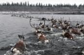 The invisible journey: caribou's great migration through their own eyes -  VIDEO 