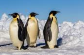 Antarctica’s ice loss endangers emperor penguins