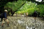 Bangladesh's Sundarbans forest plagued by pirate gangs