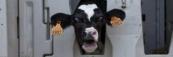 Dutch meat industry exposed: The brutal, 80-hour thirst trap for Irish calves